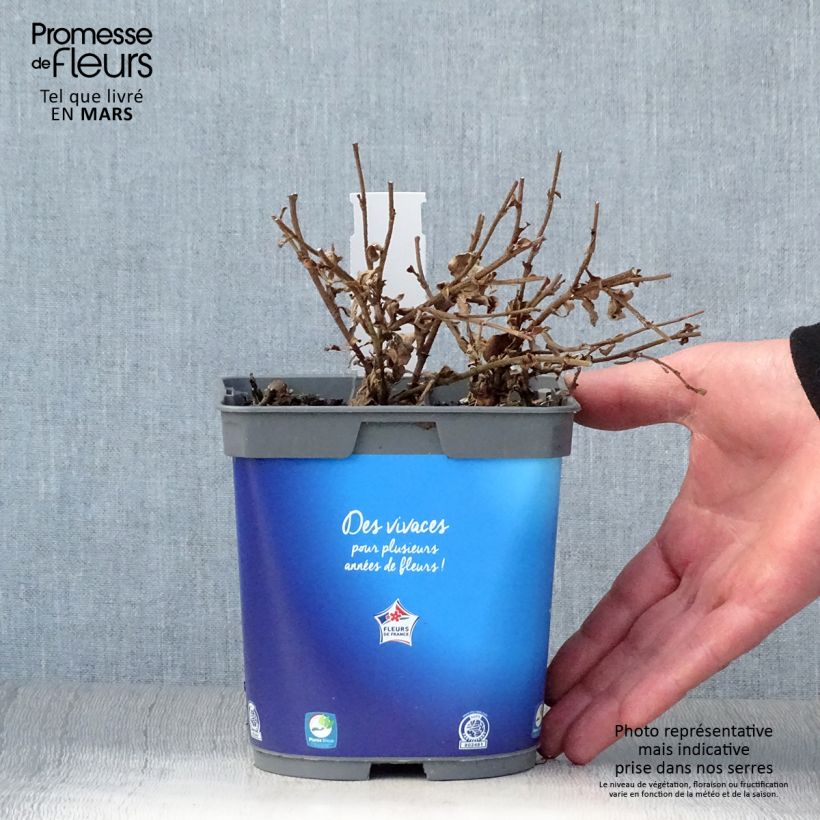 Amostra de Ceratostigma griffithii Vaso de 2 L/3 L tal como entregue na primavera