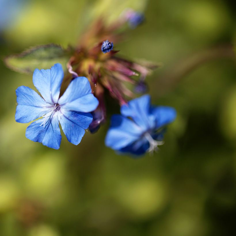 Ceratostigma griffithii (Floração)