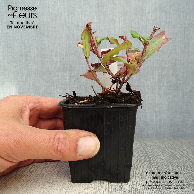 Amostra de Ceratostigma plumbaginoides Vaso de 8/9 cm tal como entregue no outono
