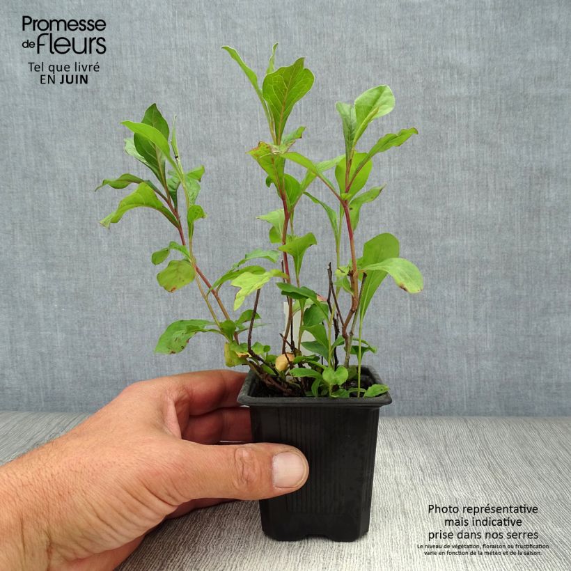 Amostra de Ceratostigma plumbaginoides Vaso de 8/9 cm tal como entregue no verão