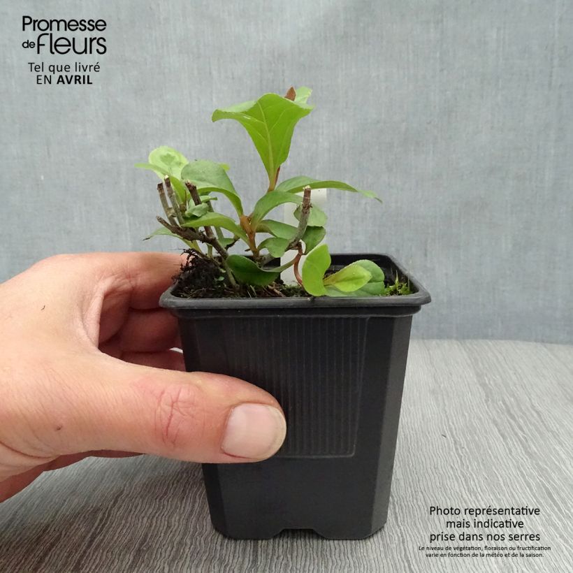Amostra de Ceratostigma plumbaginoides Vaso de 8/9 cm tal como entregue na primavera