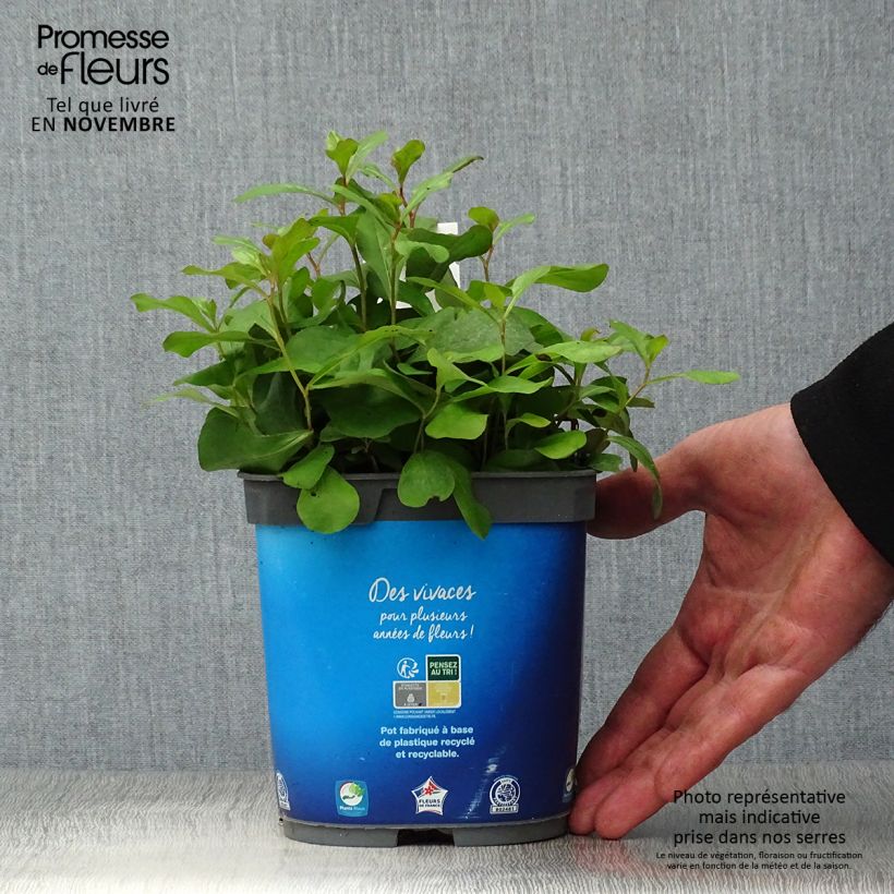 Amostra de Ceratostigma plumbaginoides Vaso de 2 L/3 L tal como entregue no outono