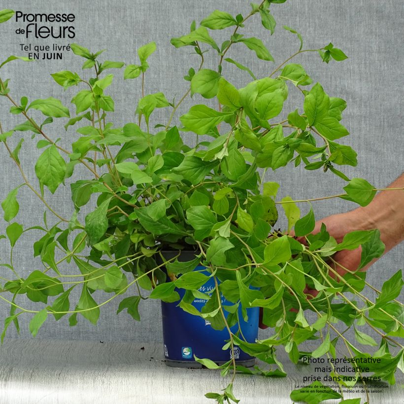 Amostra de Ceratostigma plumbaginoides Vaso de 2 L/3 L tal como entregue no verão
