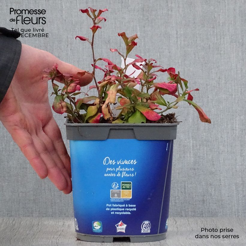 Amostra de Ceratostigma plumbaginoides - Dentelaire Vaso de 2 L/3 L tal como entregue no inverno
