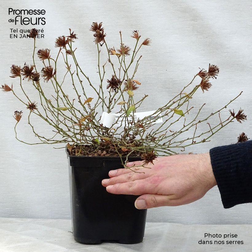 Amostra de Ceratostigma willmottianum Forest Blue Vaso de 2 L/3 L tal como entregue no inverno