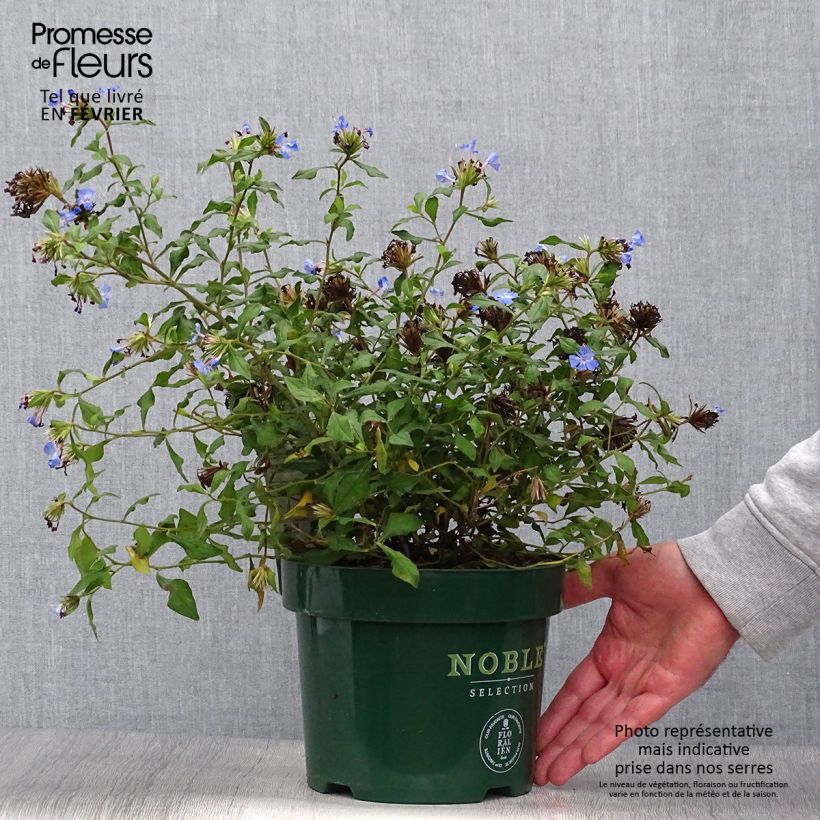 Amostra de Ceratostigma willmottianum Forest Blue Vaso de 2 L/3 L tal como entregue no outono