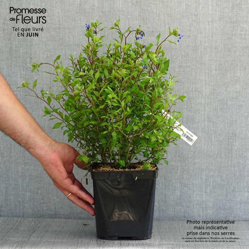 Amostra de Ceratostigma willmottianum Forest Blue Vaso de 2 L/3 L tal como entregue no verão