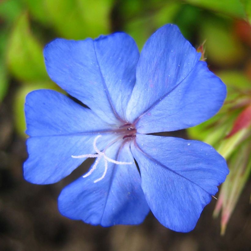 Ceratostigma willmottianum Forest Blue (Floração)