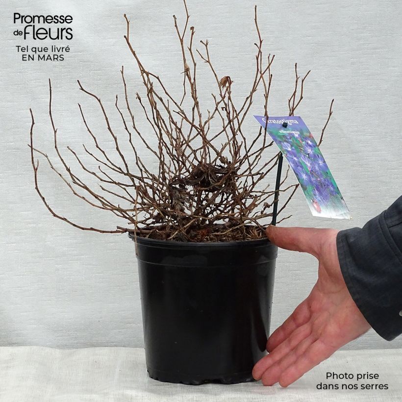 Amostra de Ceratostigma willmottianum Vaso de 2 L/3 L tal como entregue na primavera