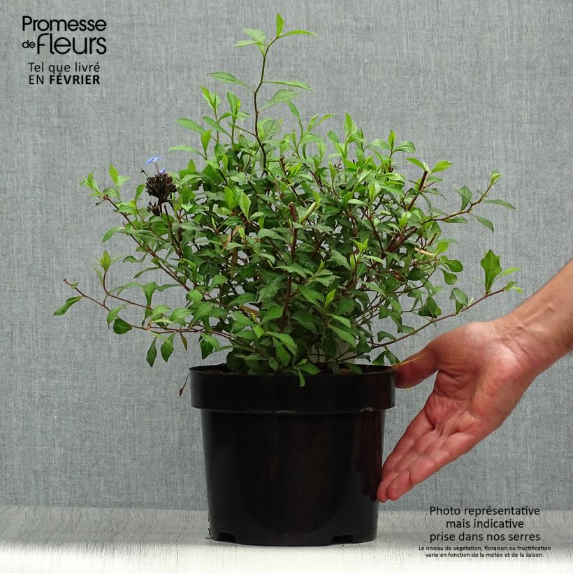 Amostra de Ceratostigma willmottianum - Plumbago-do-Tibete Vaso de 2 L/3 L tal como entregue no outono