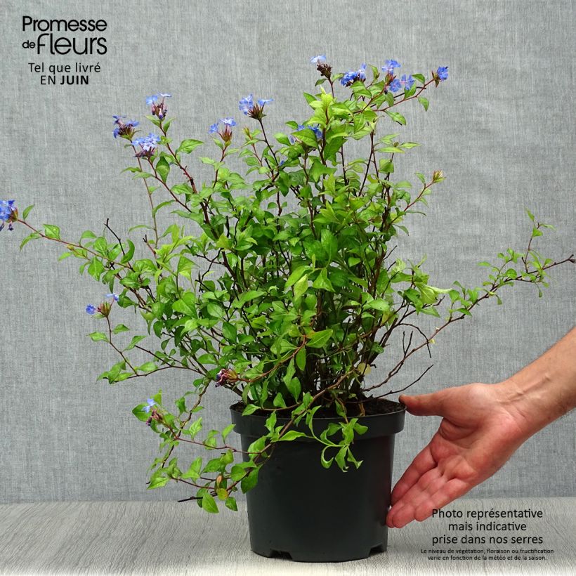 Amostra de Ceratostigma willmottianum - Plumbago-do-Tibete Vaso de 2 L/3 L tal como entregue no verão
