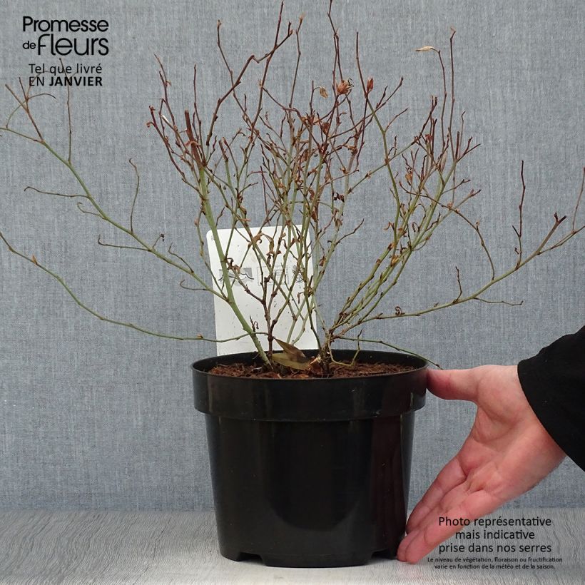 Amostra de Ceratostigma willmottianum - Dentelaire Vaso de 2 L/3 L tal como entregue no inverno