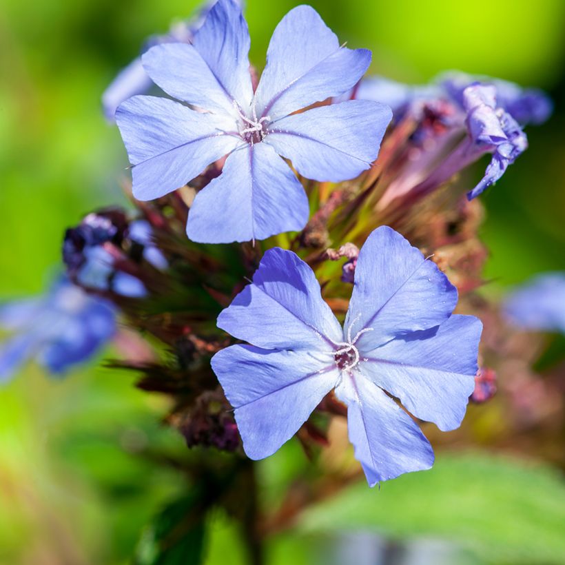 Ceratostigma willmottianum - Plumbago-do-Tibete (Floração)