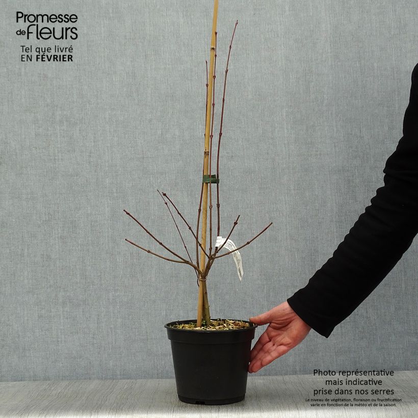 Amostra de Cercidiphyllum japonicum Glowball - Arbre à caramel  Vaso de 4 L/5 L tal como entregue no inverno