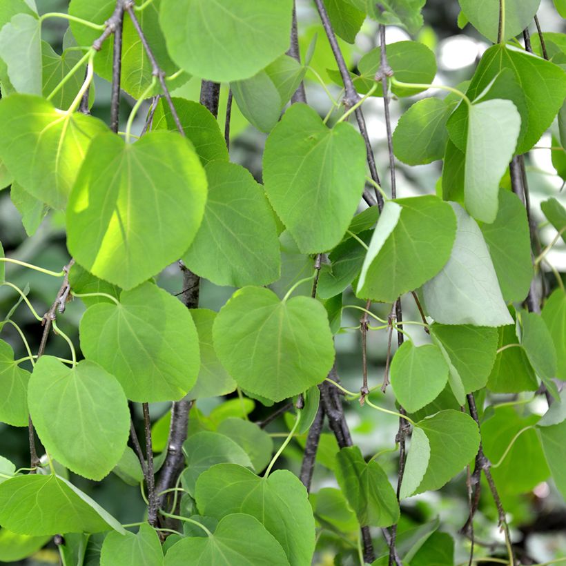 Cercidiphyllum japonicum Pendulum (Folhagem)