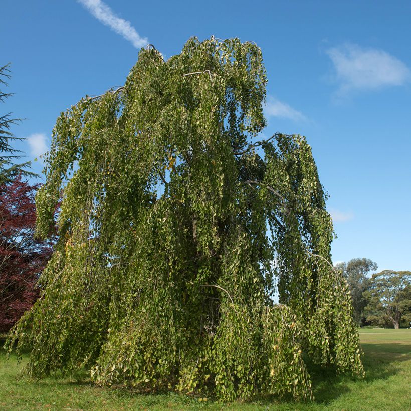 Cercidiphyllum japonicum Pendulum (Hábito)