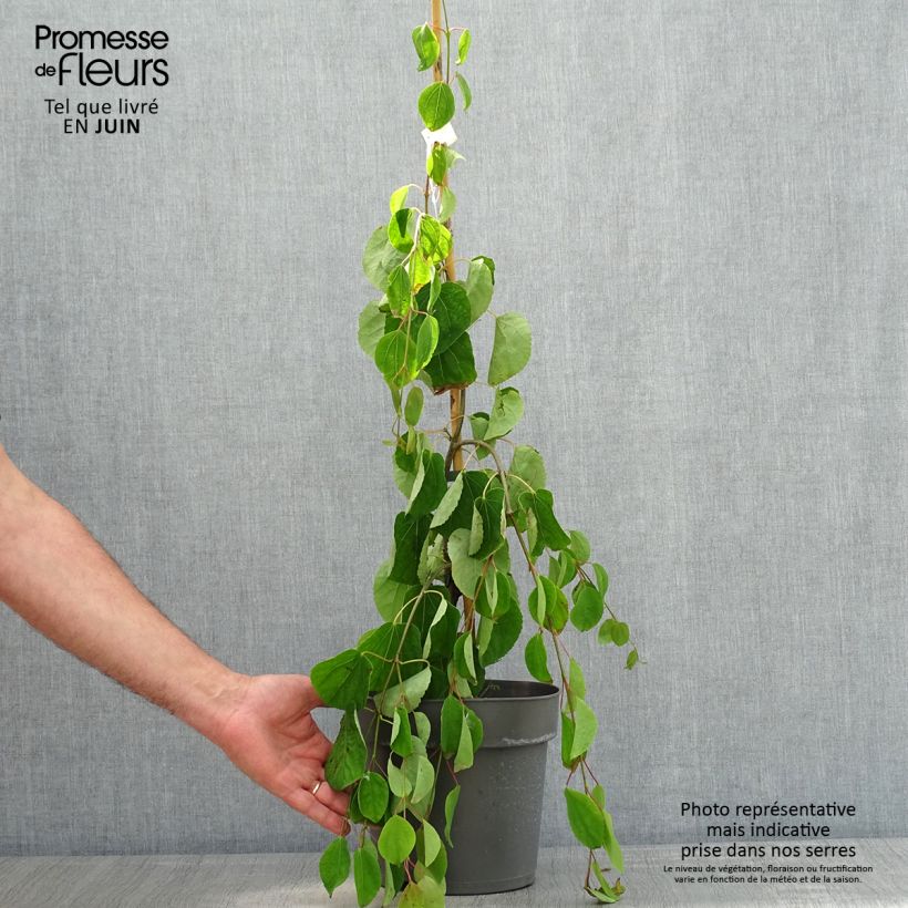 Amostra de Cercidiphyllum japonicum Pendulum Vaso de 4 L/5 L tal como entregue na primavera