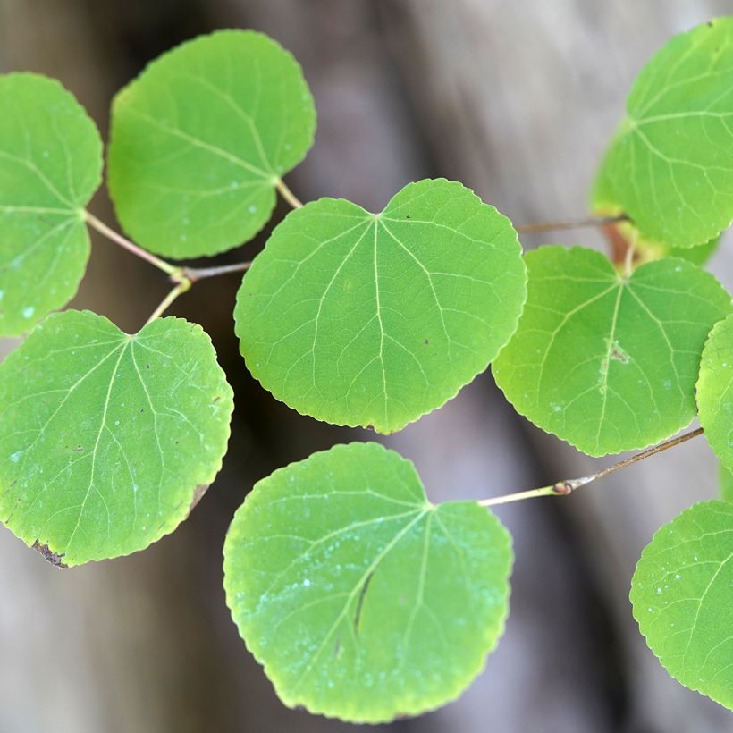 Cercidiphyllum japonicum em sementes - Árvore-do-caramelo (Folhagem)