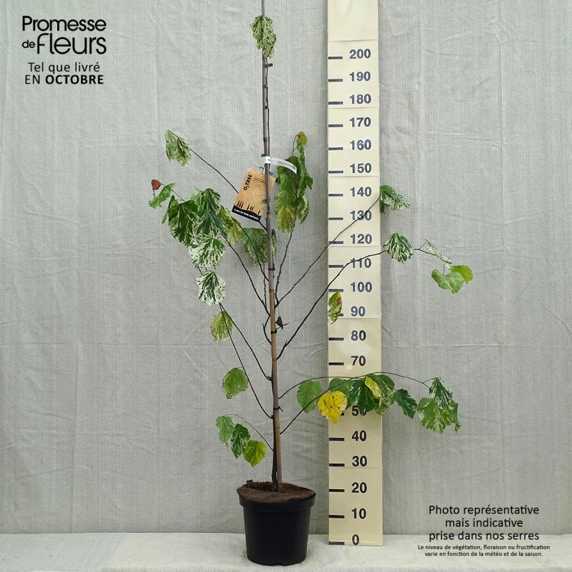 Amostra de Cercis canadensis Alley Cat Vaso de 6 L/7 L tal como entregue no outono
