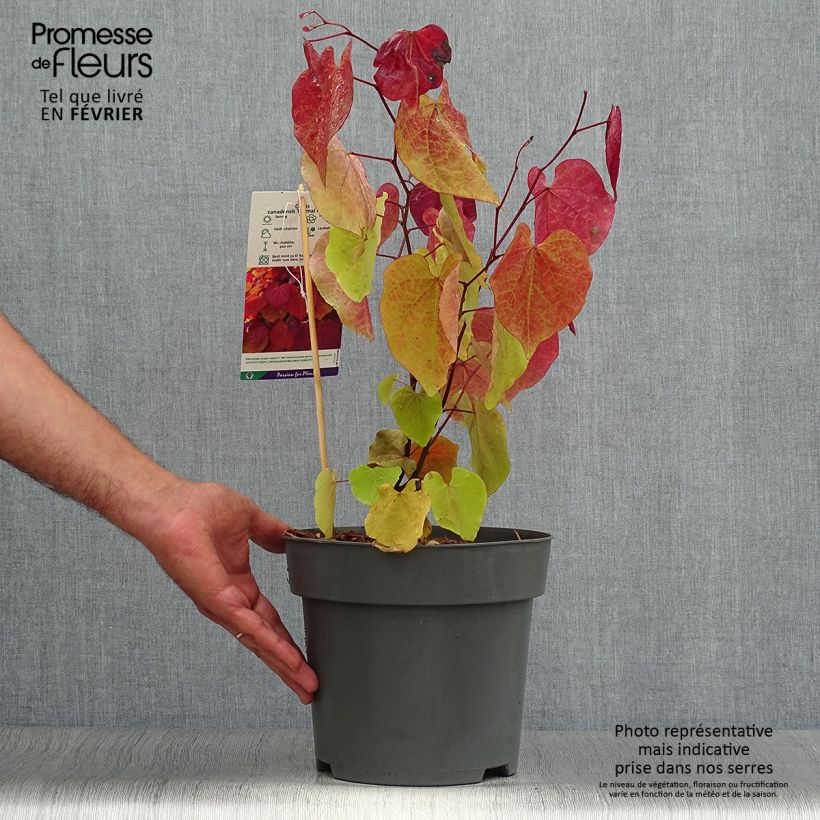 Amostra de Cercis canadensis Eternal Flame Vaso de 4 L/5 L tal como entregue no outono