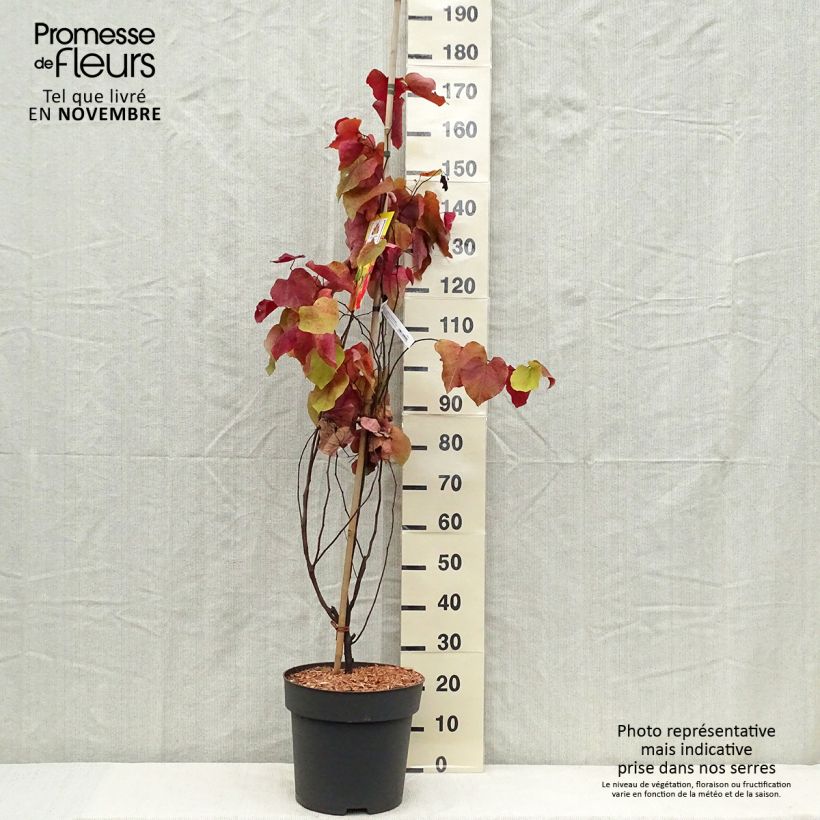 Amostra de Cercis canadensis Eternal Flame Vaso de 12 L/15 L tal como entregue no outono