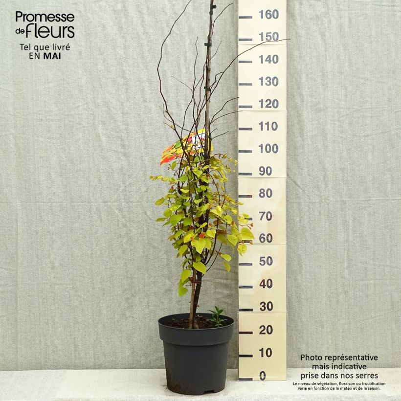 Amostra de Cercis canadensis Eternal Flame Vaso de 12 L/15 L tal como entregue na primavera