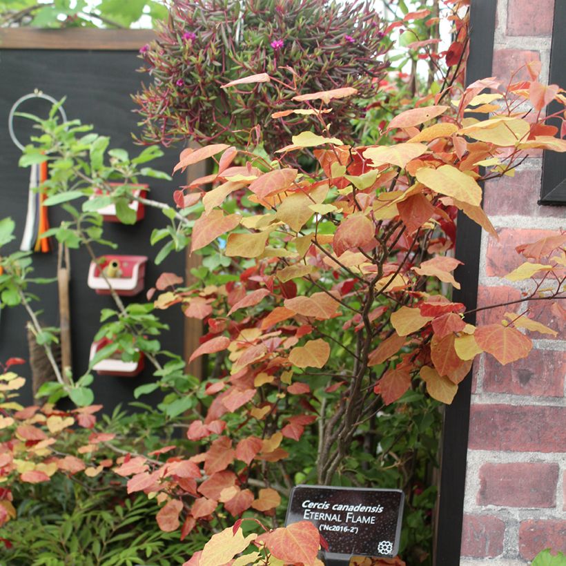 Cercis canadensis Eternal Flame (Hábito)