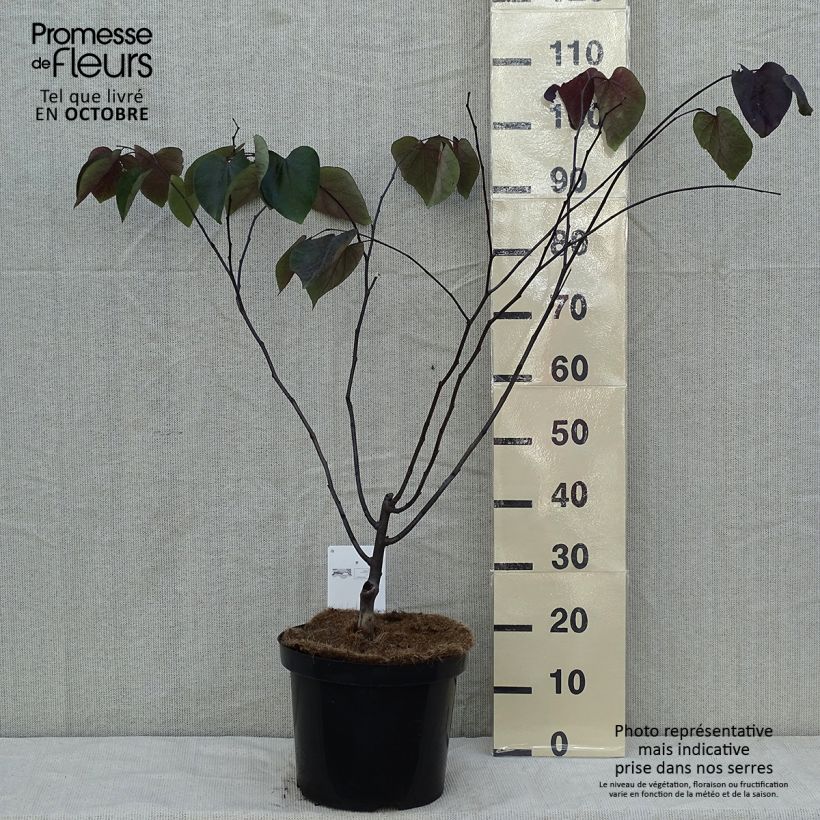 Amostra de Cercis canadensis Forest Pansy Vaso de 7,5 L/10 L tal como entregue no outono