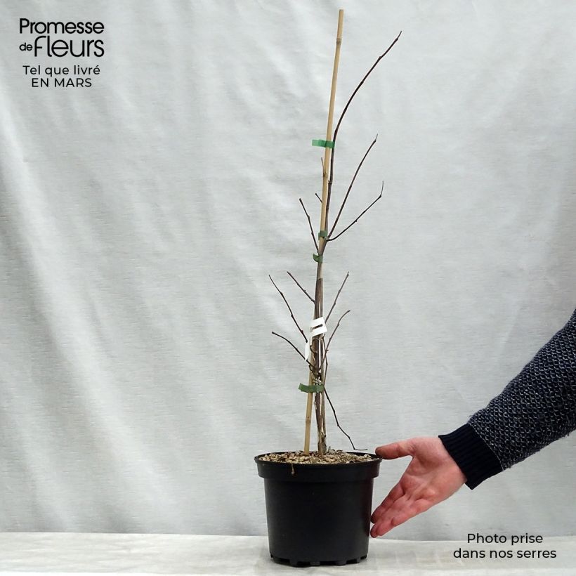 Amostra de Cercis canadensis Hearts of Gold - Arbre de Judée doré Vaso de 4 L/5 L tal como entregue no inverno