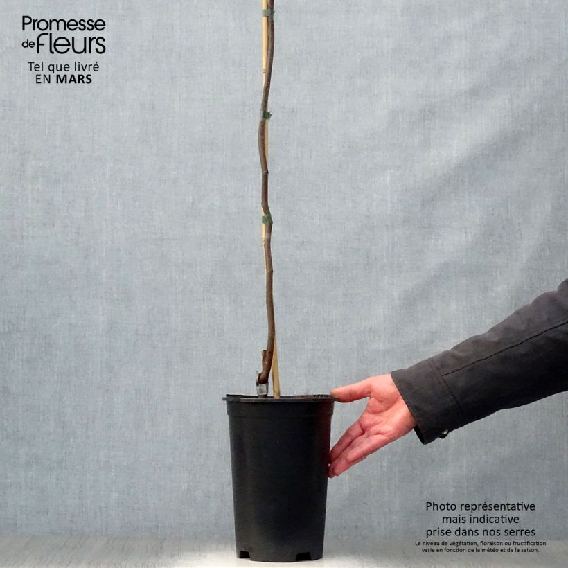 Amostra de Cercis canadensis Lavender Twist Vaso de 3 L/4 L tal como entregue na primavera