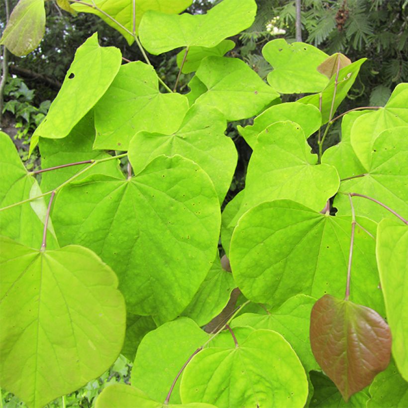 Cercis canadensis Melon Beauty (Folhagem)