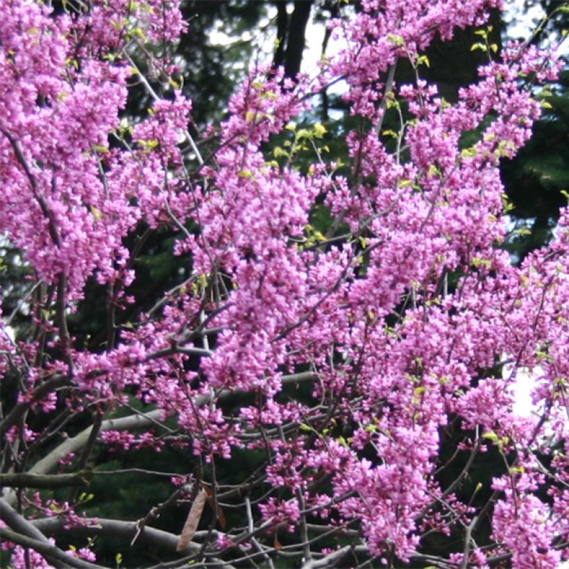 Cercis canadensis Melon Beauty (Floração)