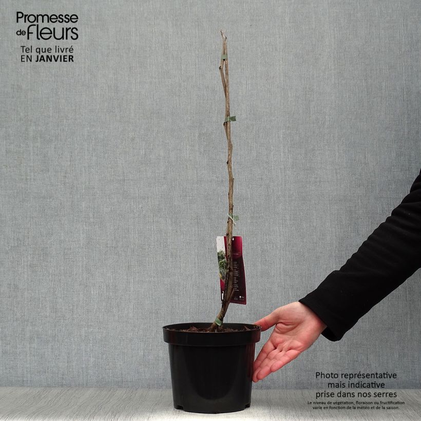 Amostra de Cercis canadensis Melon Beauty - Arbre de Judée doré Pot de 4L/5L tal como entregue no inverno