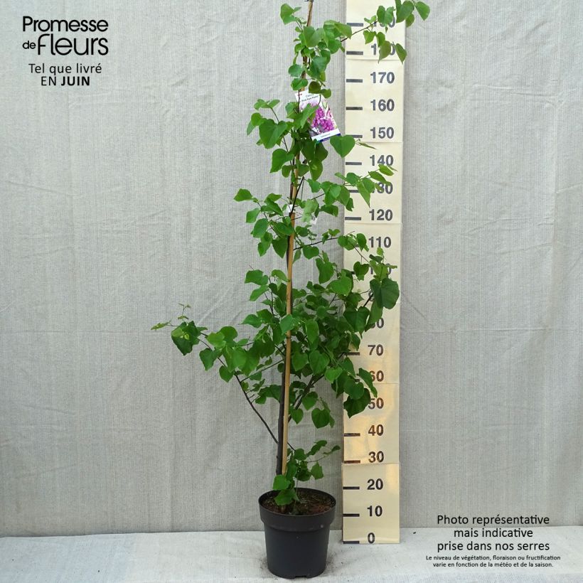 Amostra de Cercis canadensis Pink Pom Pom's Vaso de 7,5 L/10 L tal como entregue no verão