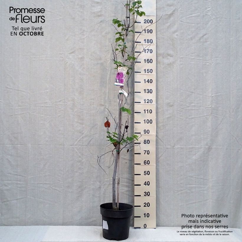 Amostra de Cercis canadensis Pink Pom Pom's Vaso de 7,5 L/10 L tal como entregue no outono