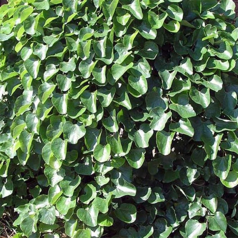 Cercis canadensis Traveller (Folhagem)