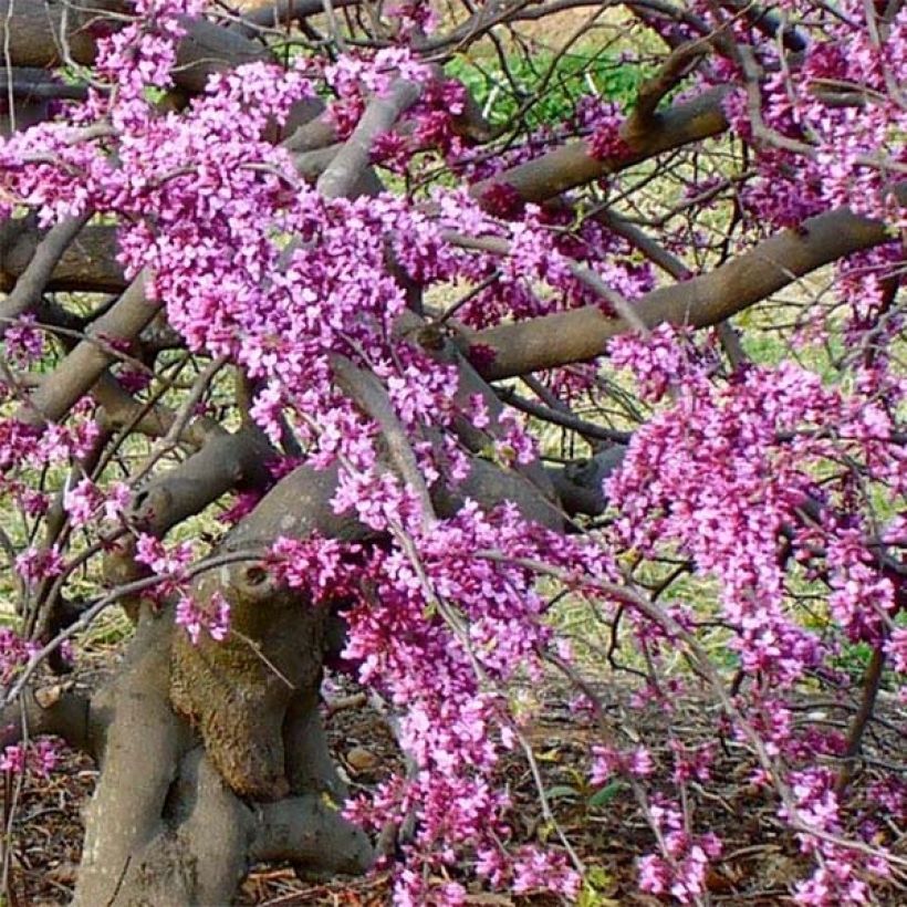Cercis canadensis Traveller (Floração)