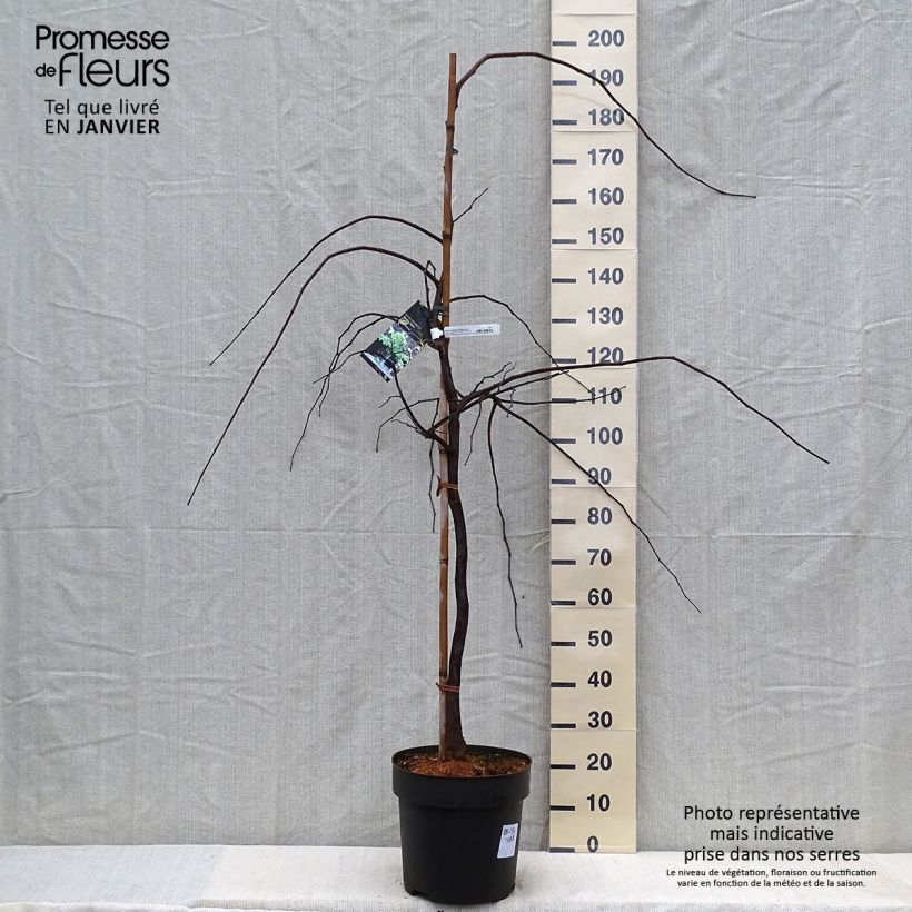 Amostra de Cercis canadensis Vanilla Twist - Gainier du Canada pleureur blanc Vaso de 4 L/5 L tal como entregue no inverno