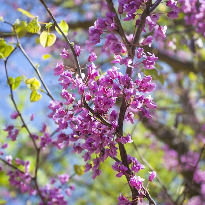 Cercis canadensis (Floração)