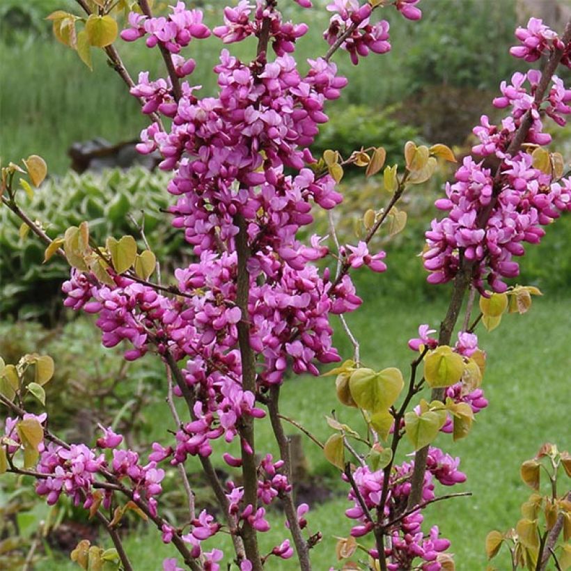 Cercis chinensis Avondale (Floração)