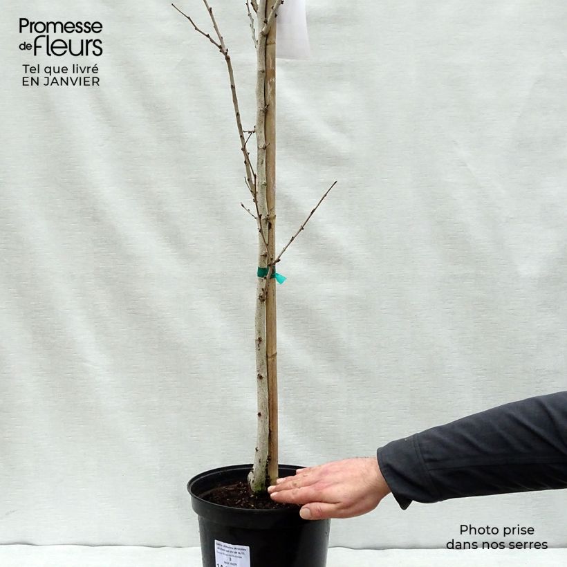 Amostra de Cercis chinensis Avondale - Arbre de Judée Vaso de 4 L/5 L tal como entregue no inverno
