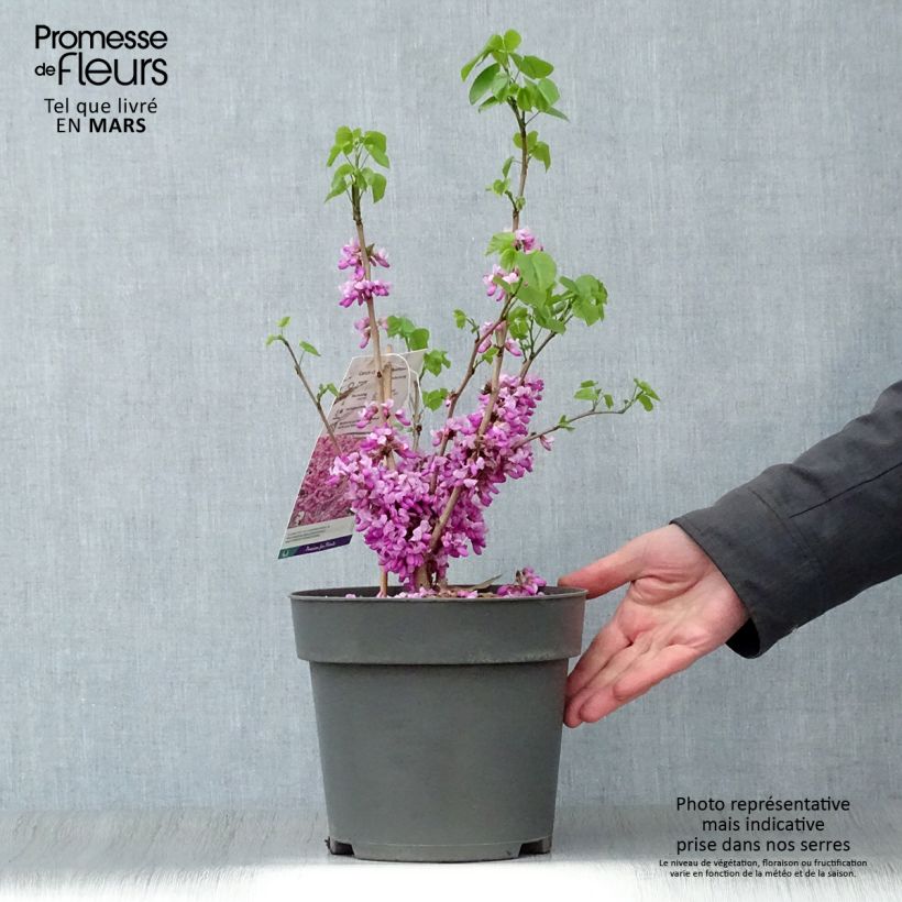 Amostra de Cercis chinensis Avondale Vaso de 4 L/5 L tal como entregue na primavera