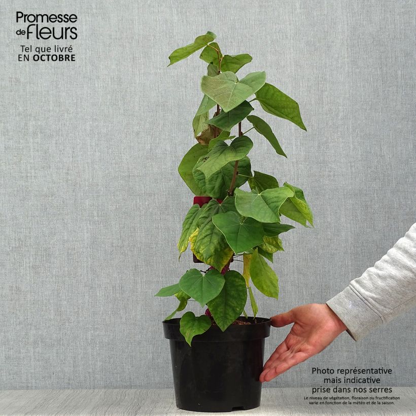 Amostra de Cercis chinensis Avondale Vaso de 4 L/5 L tal como entregue no outono