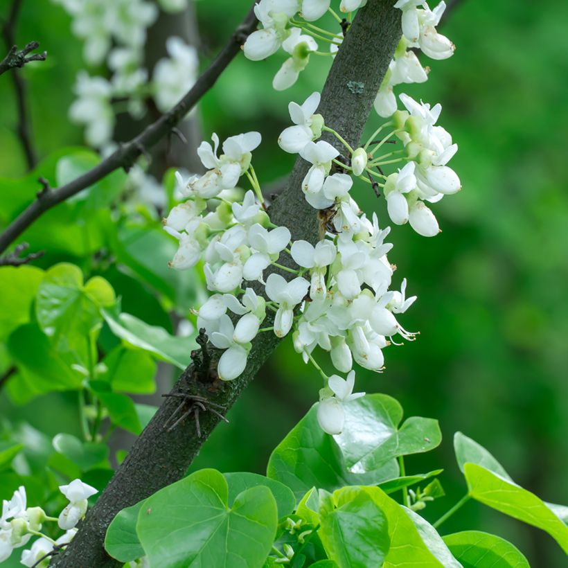 Cercis chinensis Shirobana (Floração)