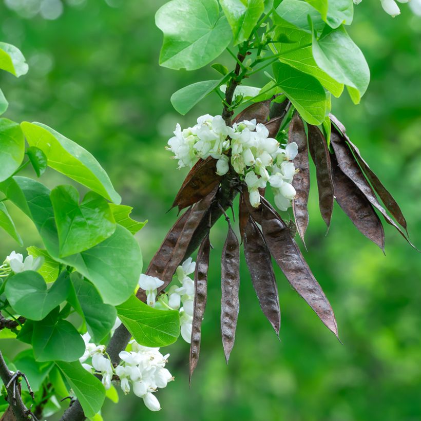 Cercis chinensis Shirobana (Colheita)