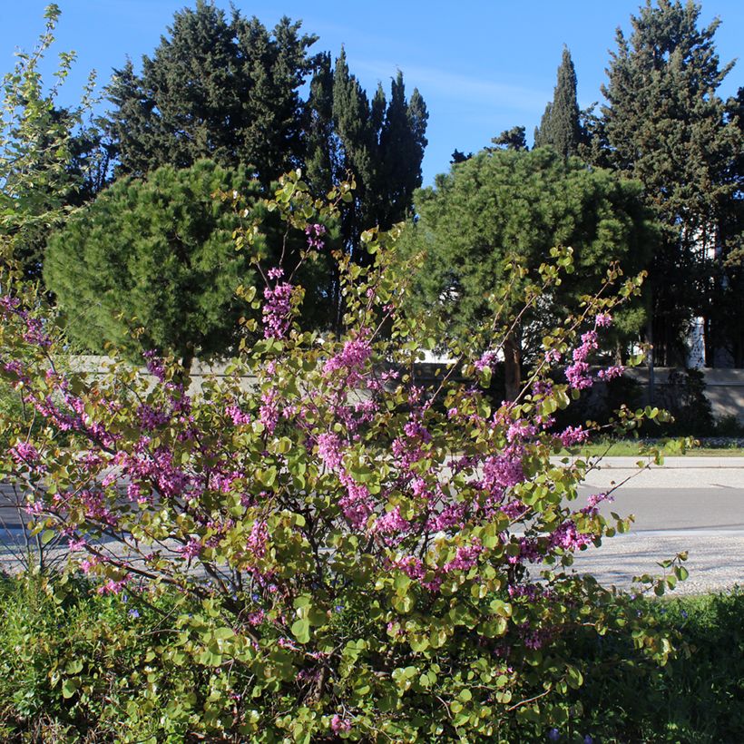 Cercis siliquastrum (Hábito)