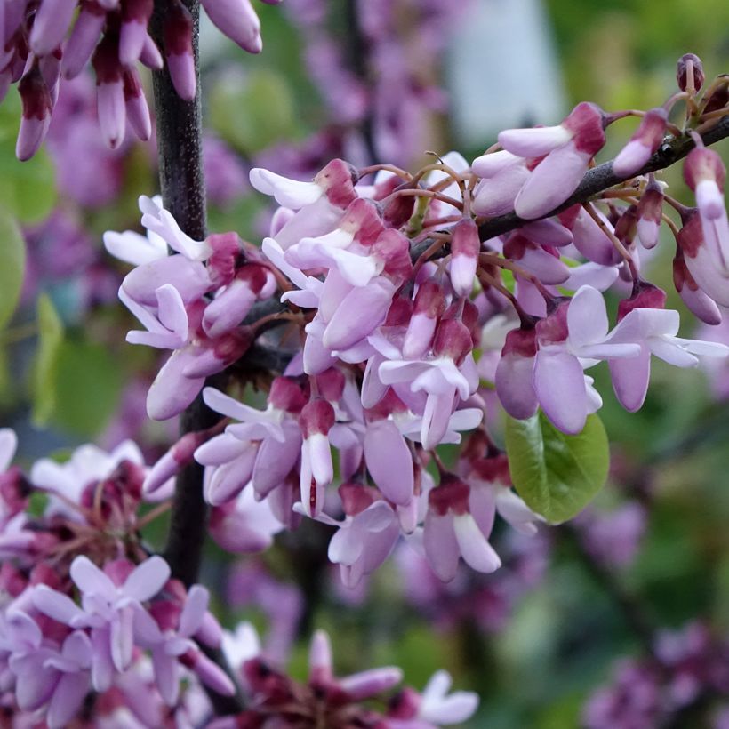 Cercis siliquastrum (Floração)