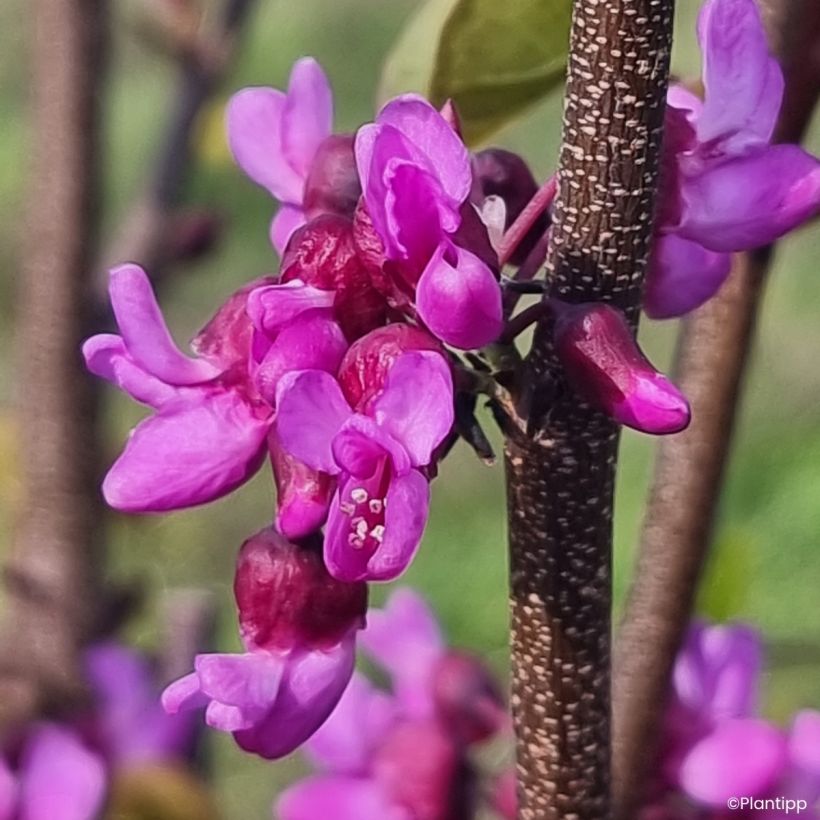 Cercis griffithii Blue Lagoon - Árvore-de-Judas (Floração)