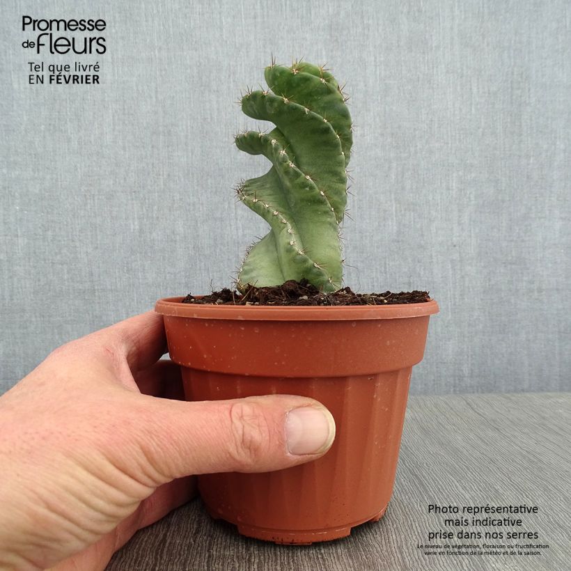Amostra de Cereus forbesii Spiralis Pot de 12 cm / 13 cm tal como entregue no inverno