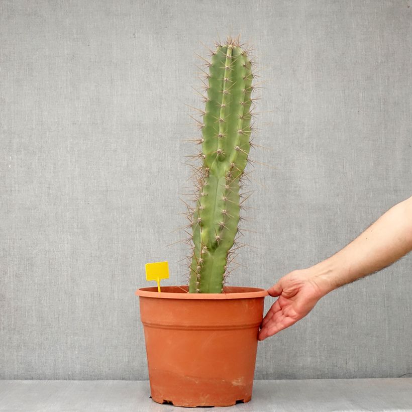 Amostra de Cereus peruvianus - Cierge du Pérou Pot de 12L/15L tal como entregue no inverno